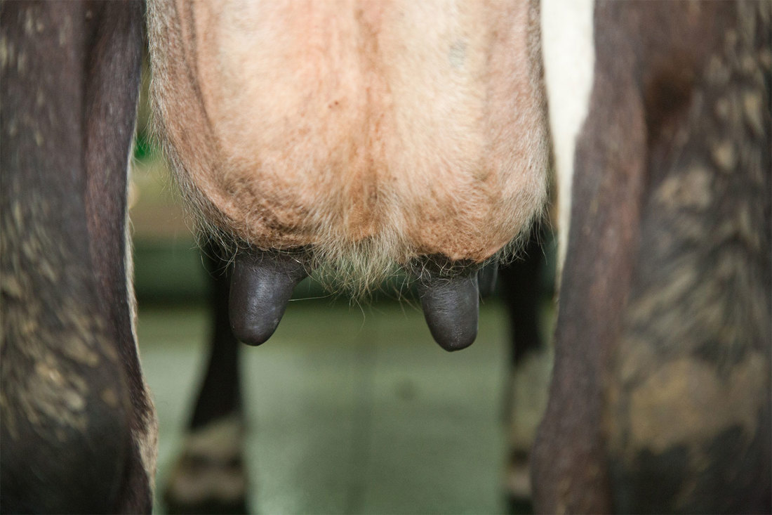 Mastitis Teat Care Healthy Teats 1500X1000
