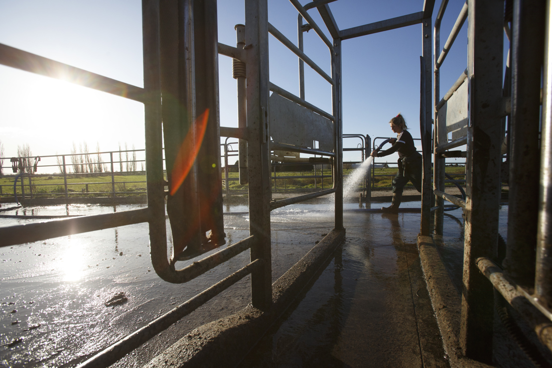 a woman cleaning the cattle steel fence