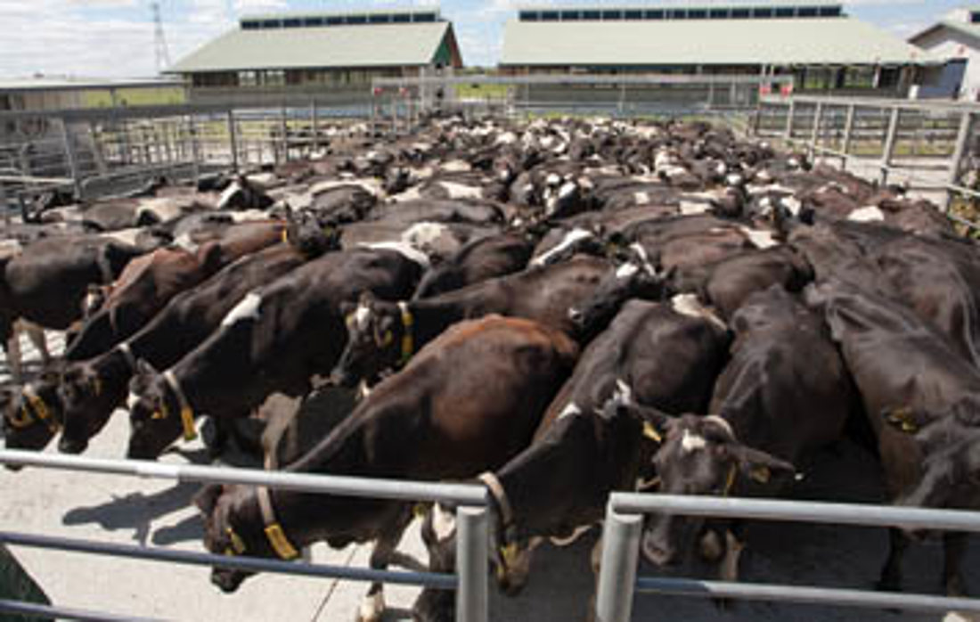 An a huge herd of cows