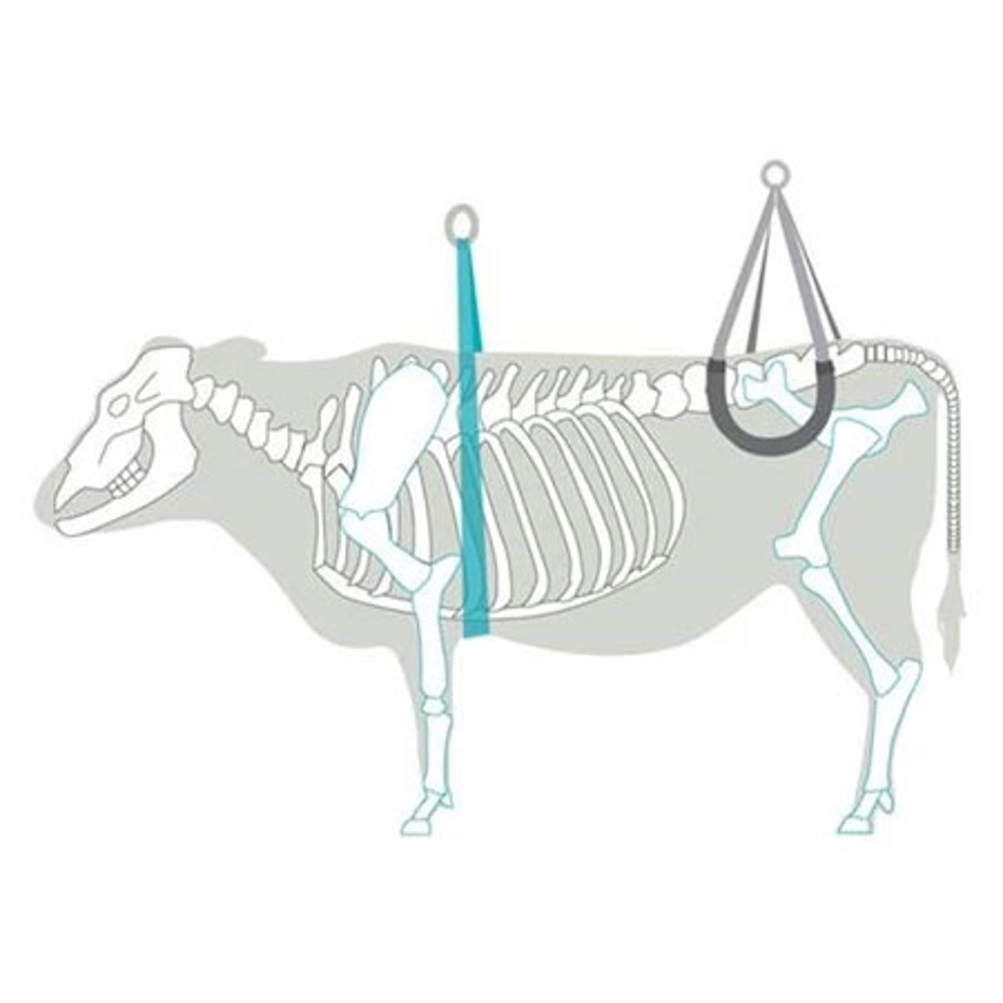 Correct Placement Of Hip Lifters And Brisket Strap SQ