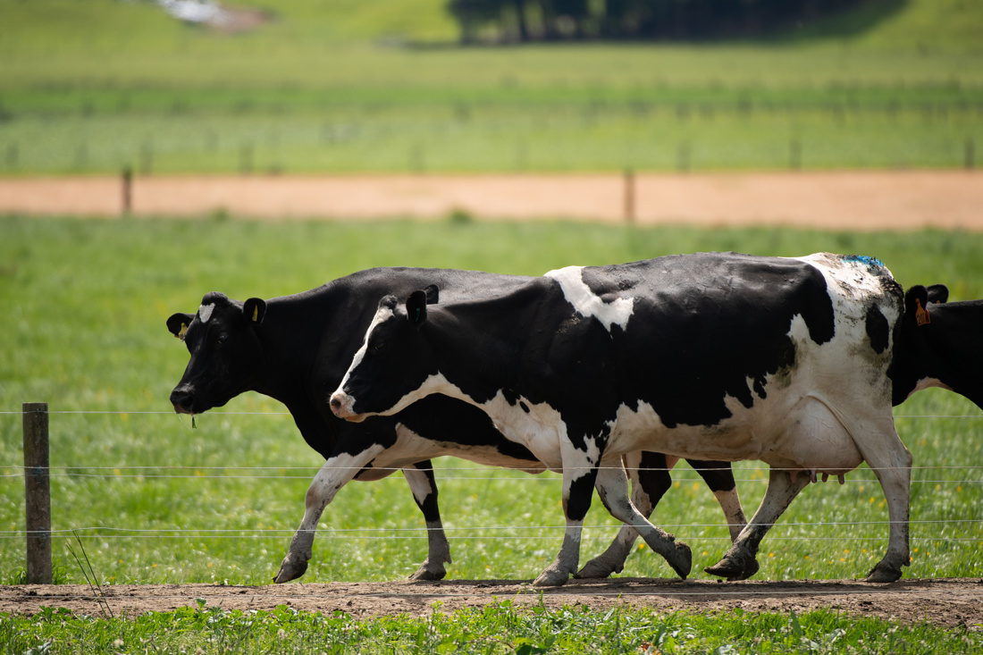 A herd of cows move across a green field
