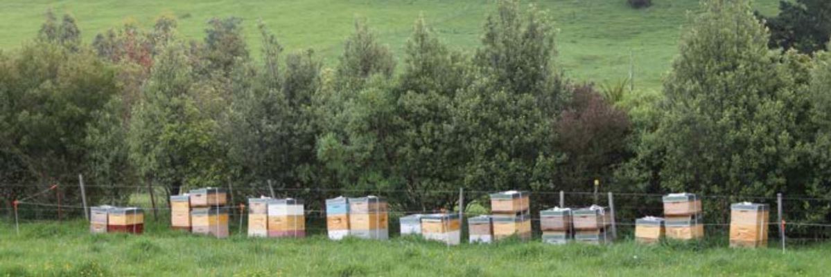 Beehives beside a native species shelterbelt and protected with a hot wire.