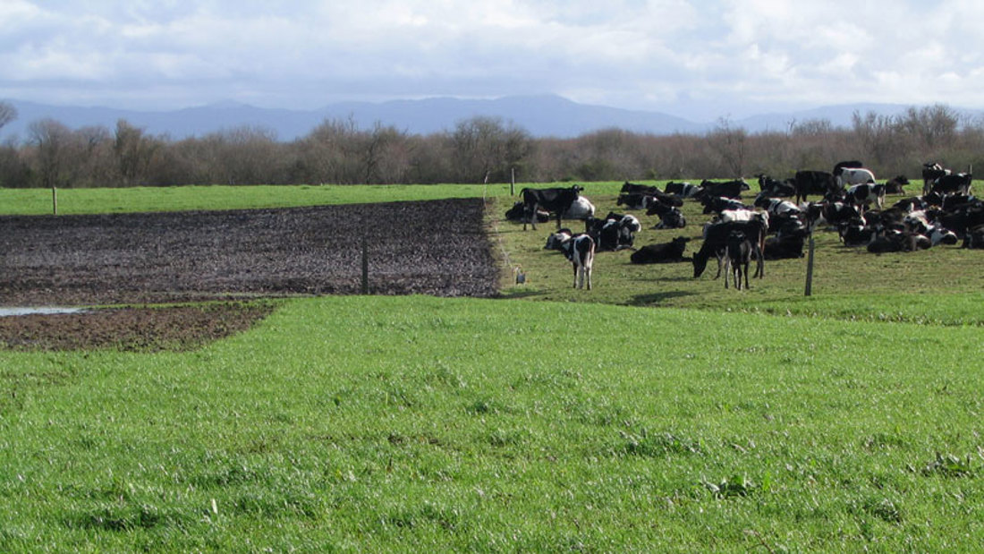 Distant view of a bovine herd grazing across a green field property