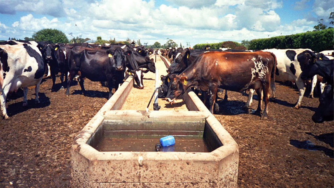 A feedpad and cattles eating