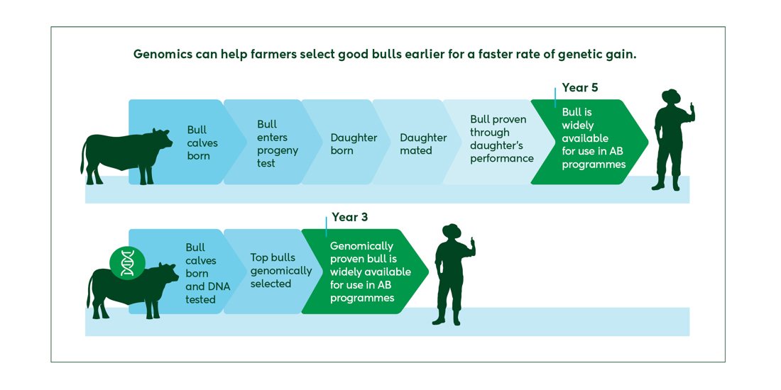 Genomics Genetic Gain Diagram