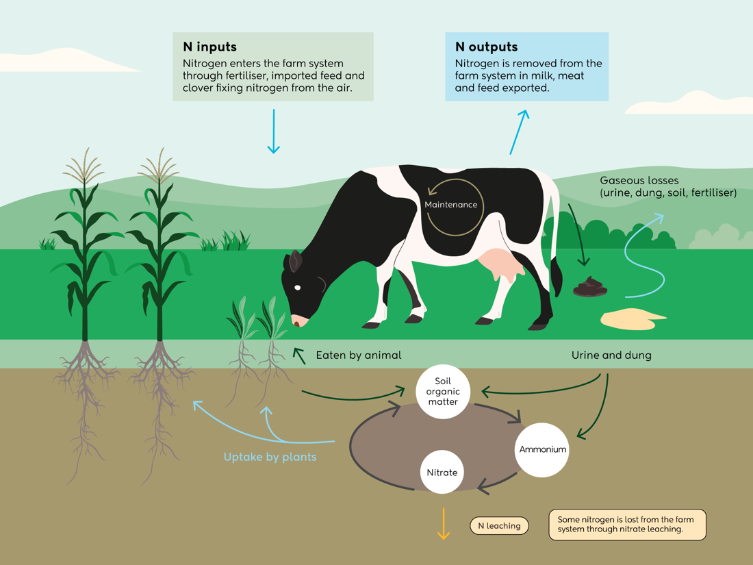 N Cycle Diagram 2026 (1)
