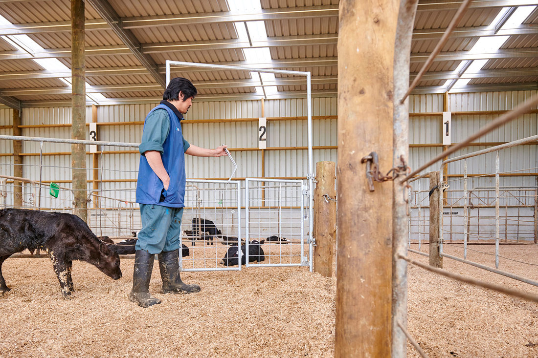 Calf Pen Gate 4