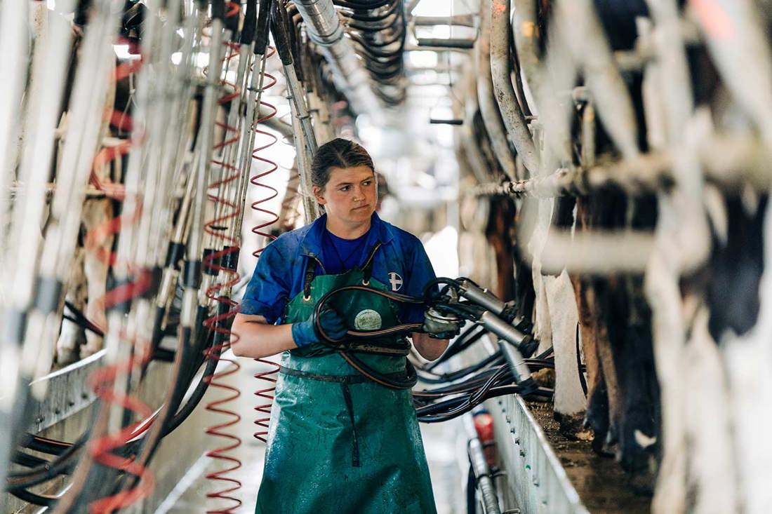 A female farm worker milking cows in a herringbone dairy