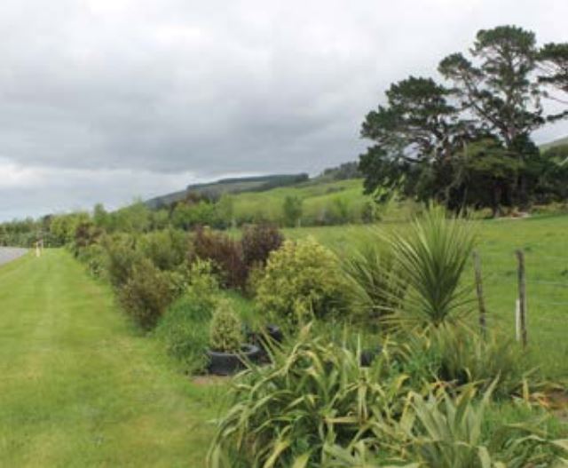 Making the most of a wide verge – bee-friendly natives, protected from rabbits and mower damage by old tyres.