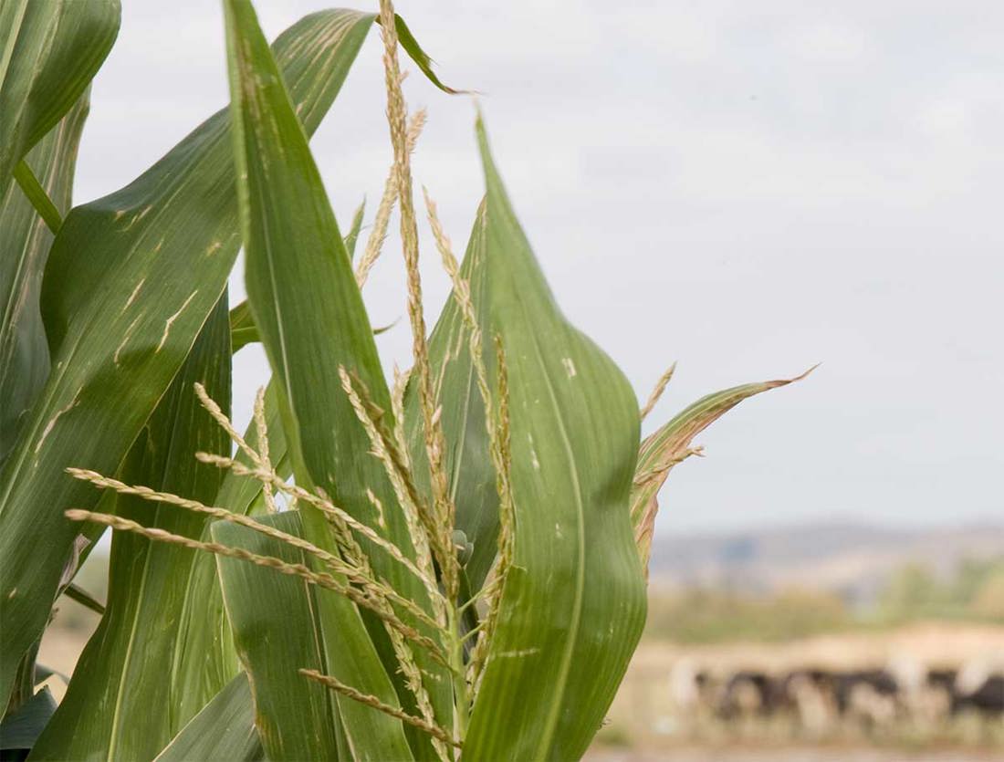 Feed Crops Maize