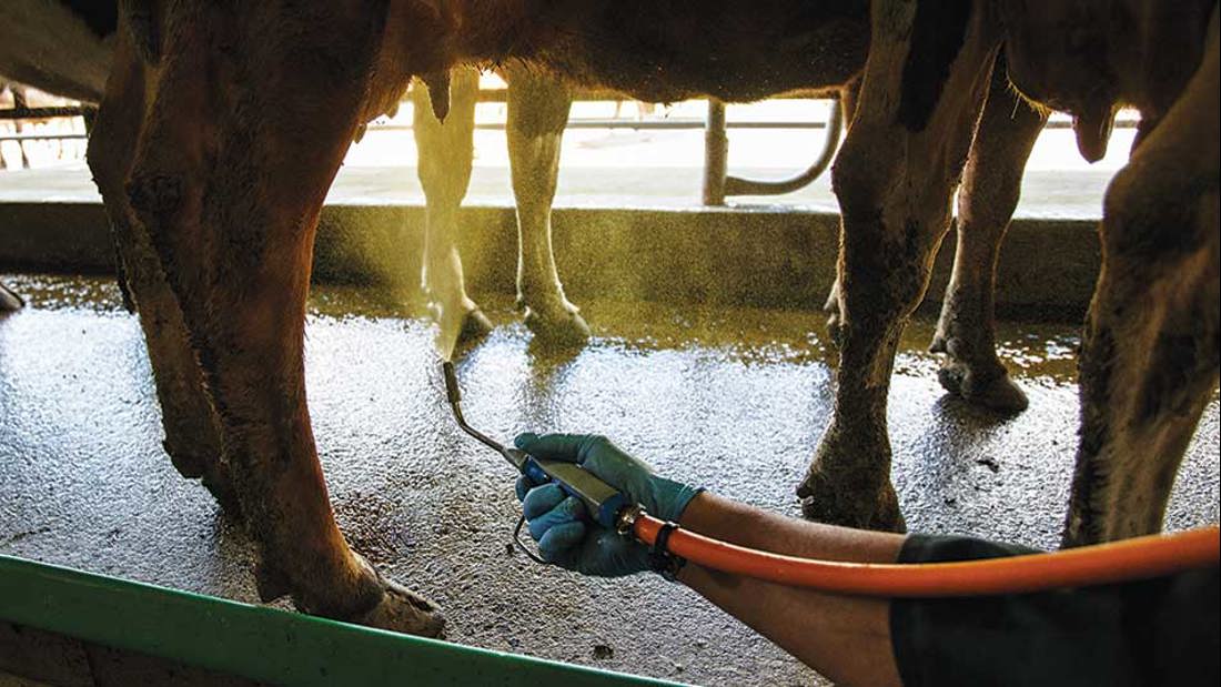 Inside Dairy October November 2020 Maxt Gordon Mcfetridge Pod8