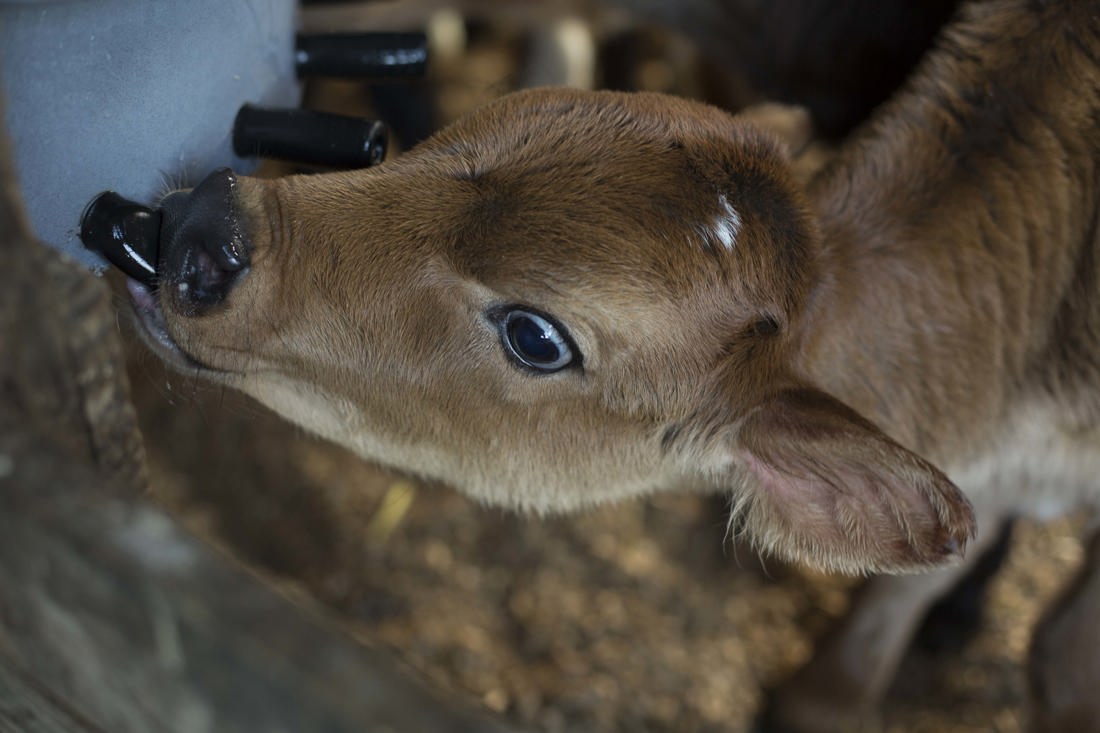 A calf drinking milk