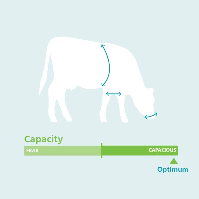 Capacity Body and Dairy Confirmation Traits