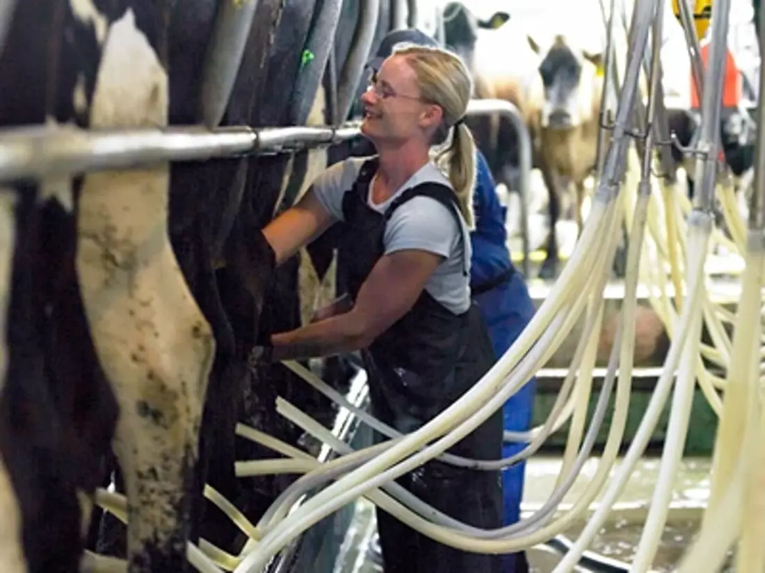 Milking Routine POD