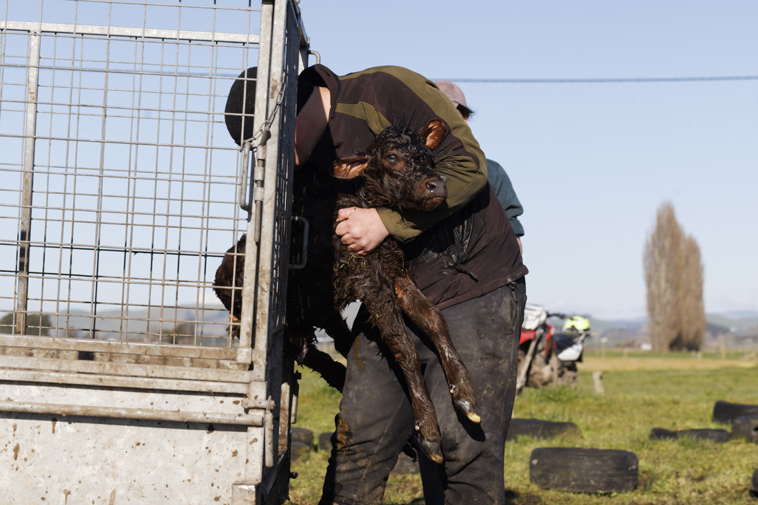 A guy carrying a calf