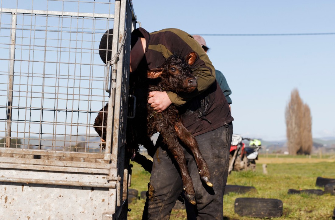 A dairy farm worker picking up a newly-born calf.