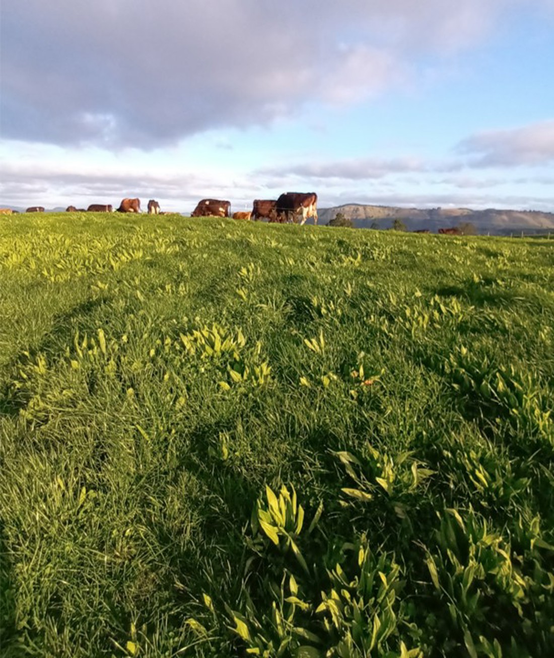 Plantain Richard Fowler Cows On Hill
