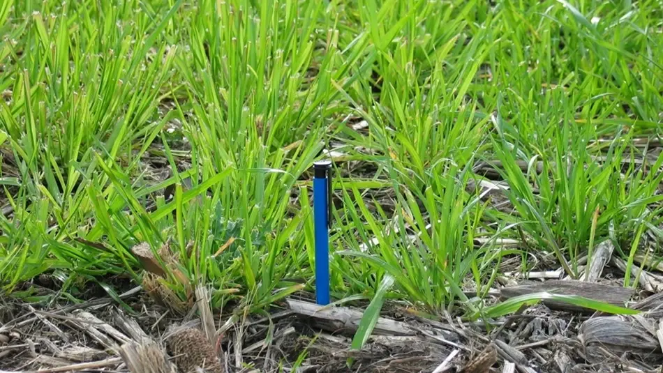 Gibberellic Acid Untreated Pasture