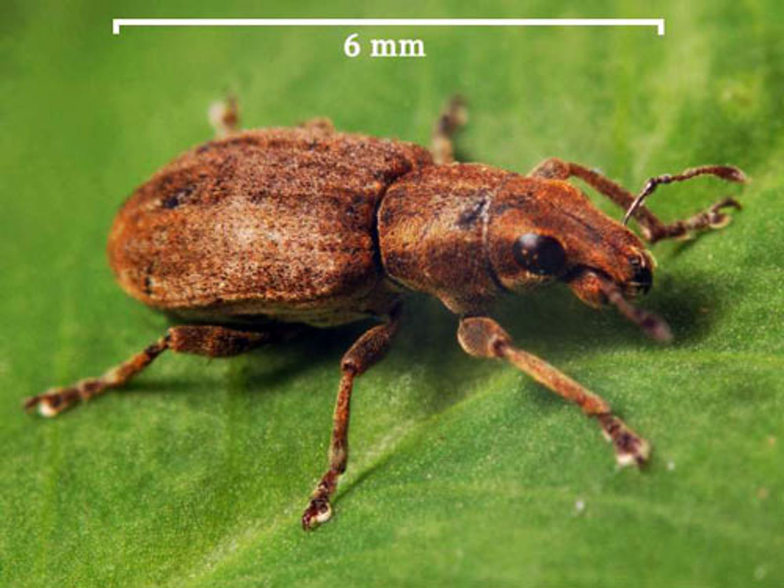 A brown weevil in a leaf