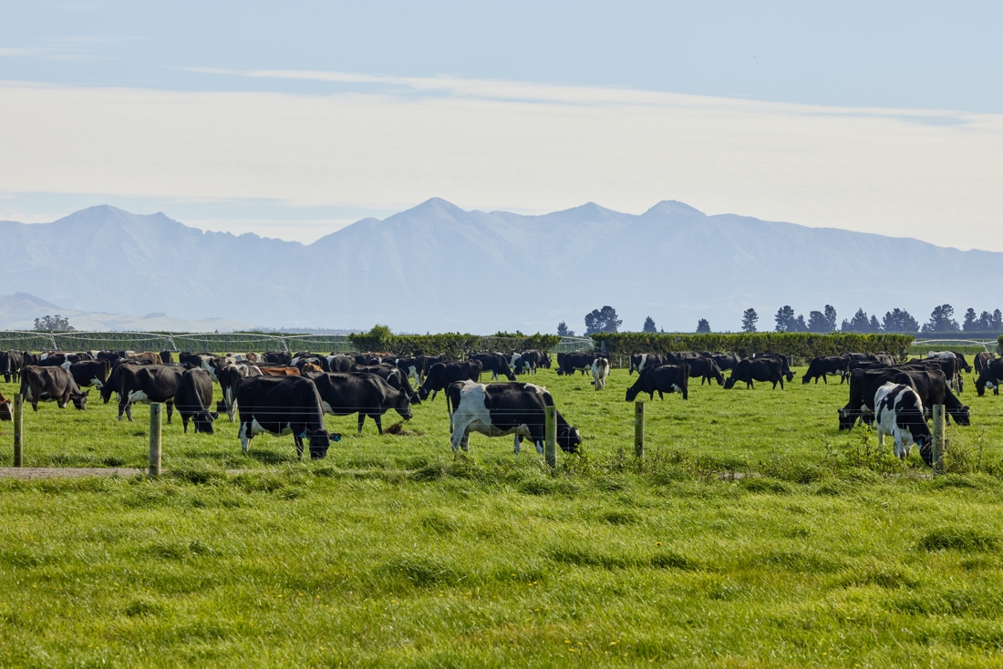 A herd of cows grazing over a green field
