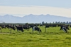 A herd of cows grazing over a green field