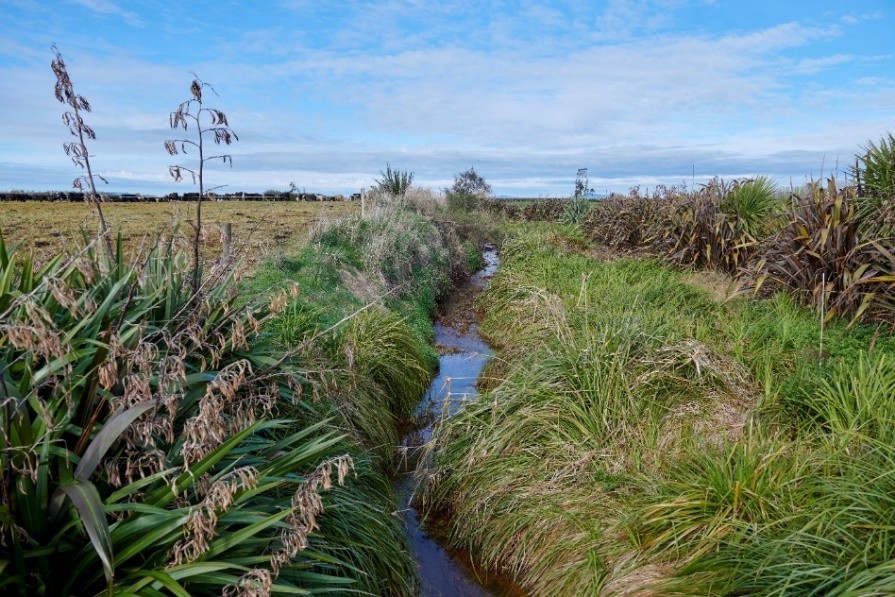 Native Planting Media Release Established Carex Sedge Riparian Planting With Native Flax