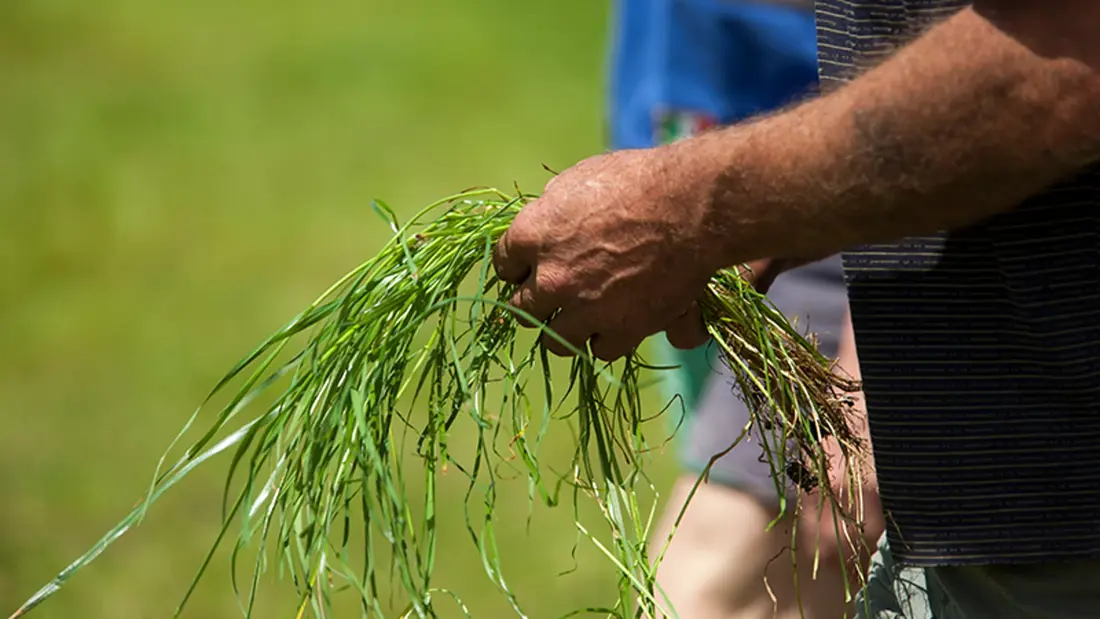 Pasture Fundamentals 800