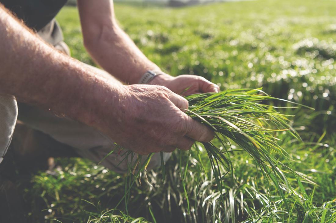 A close up of a dairy farmer holding pasture in his hands in a paddock