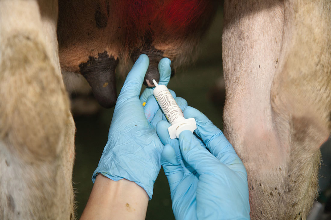 Mastitis Dry Cow Treatment Step 3 1100X730