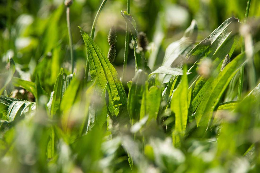 Close-up of plantain growing in a paddock