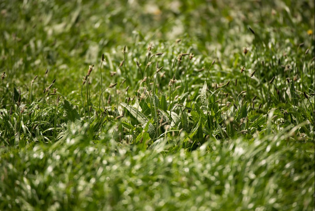 New Zealand paddock of grass
