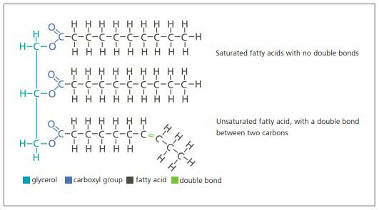 Triglyceride Structure Fig 1