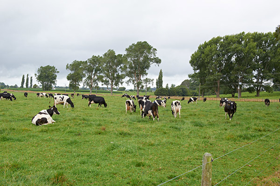 A grassy field with cows in it