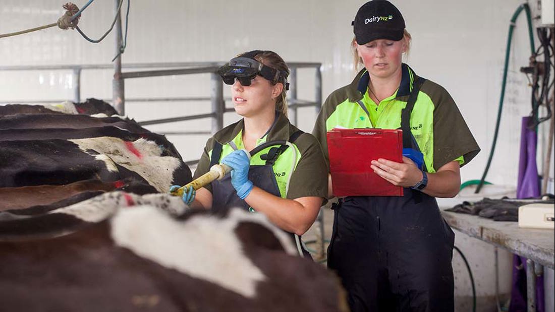 Two women working on a dairy farm, tending to cows and milk production