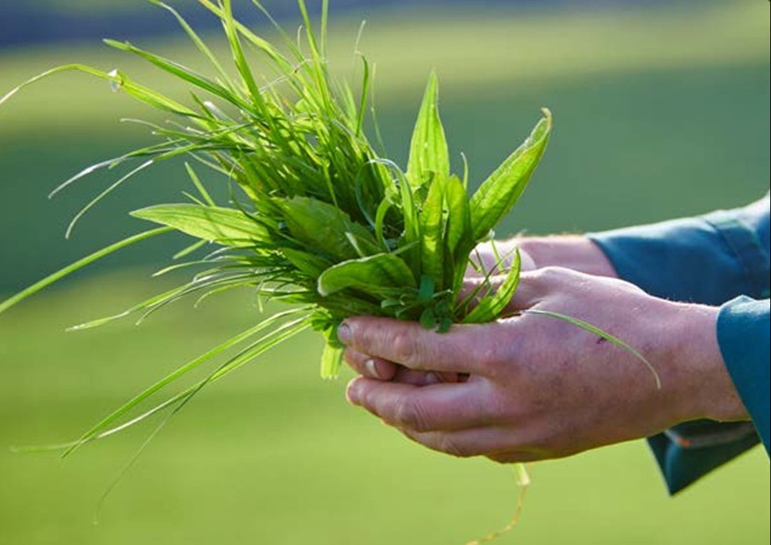 Inside Dairy Planning For Pasture Renewal Image