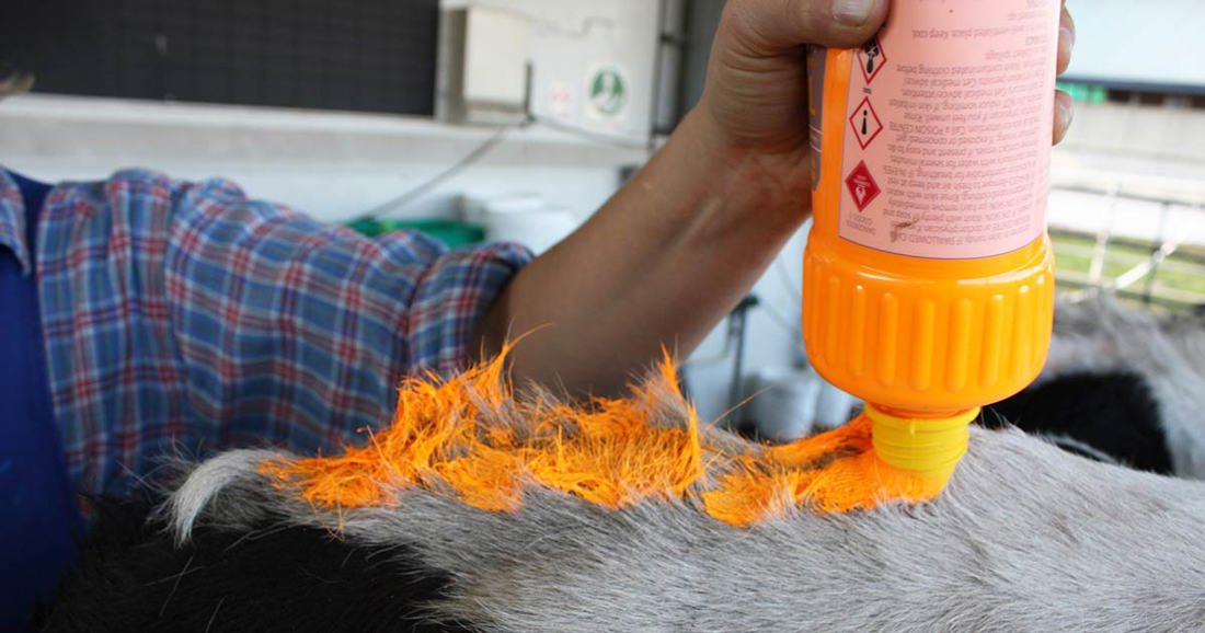 A dehorning paste bottle is being applied to the cow