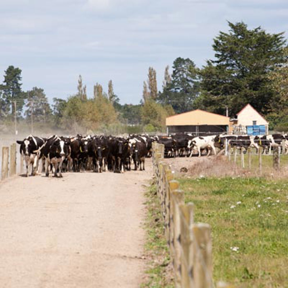 Cows bunching in a farm fence