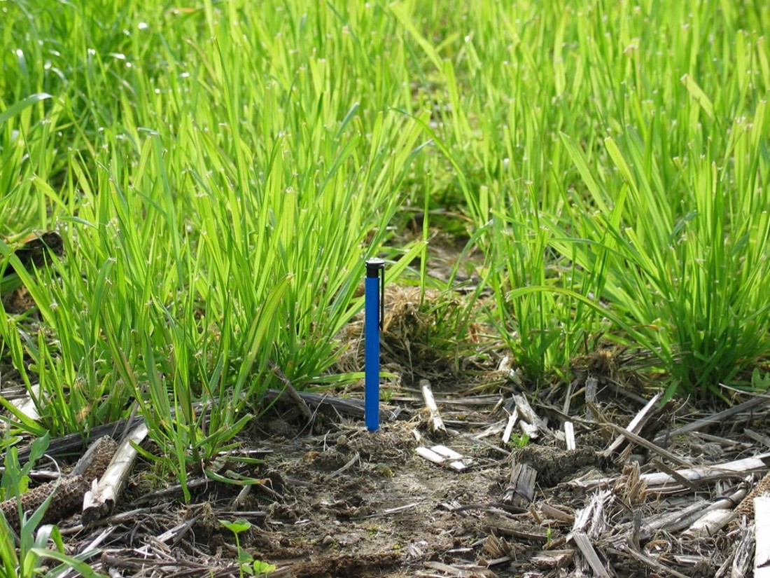A Gibberellic acid injected into soil to regulate plant growth