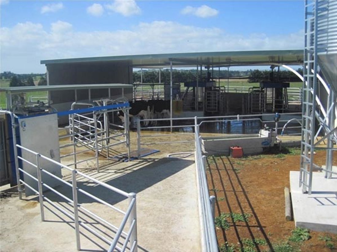 Cows inside a robotic milking systems