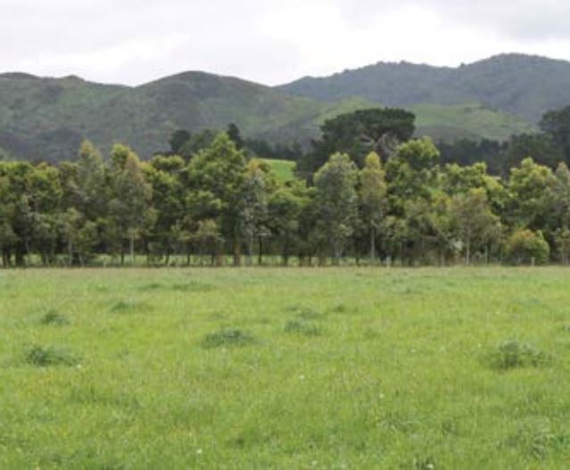 A bee-friendly shelterbelt of exotic species also provides good livestock shelter.