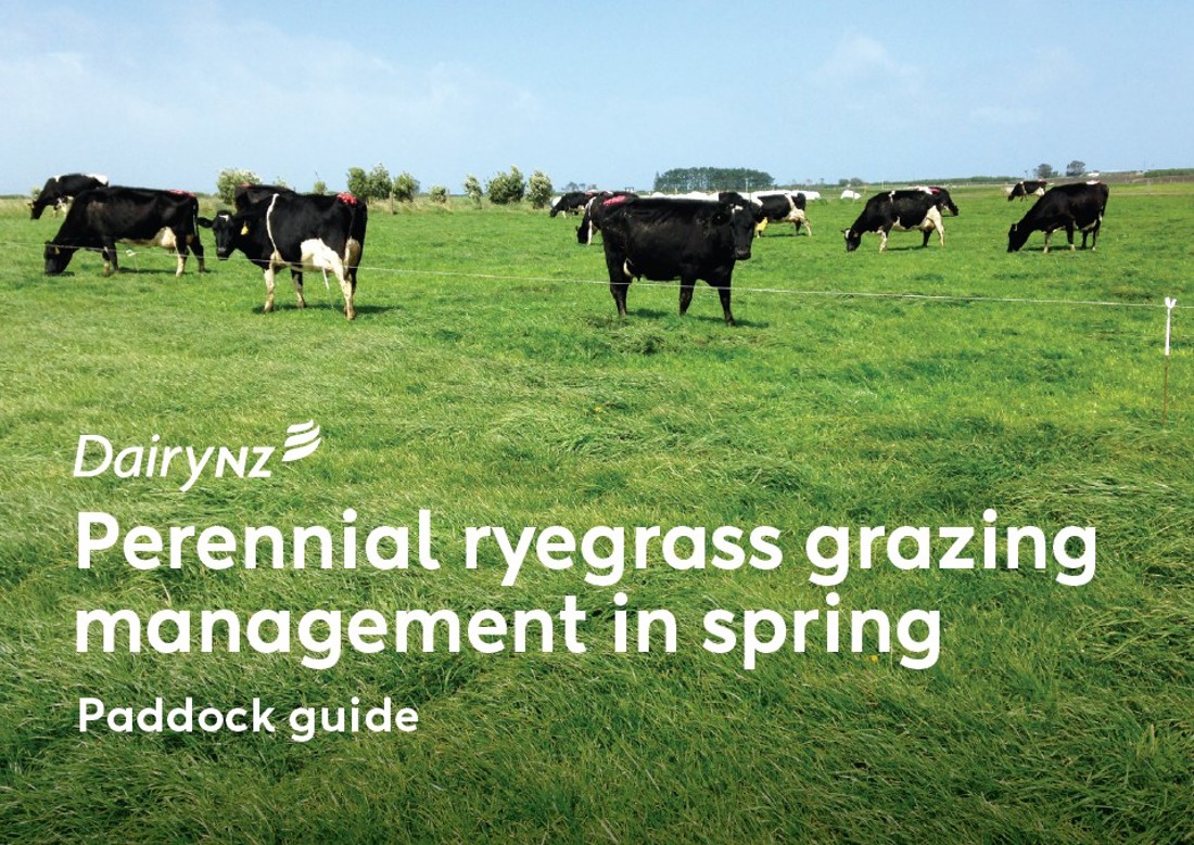Perennial Ryegrass Grazing Management In Spring Image