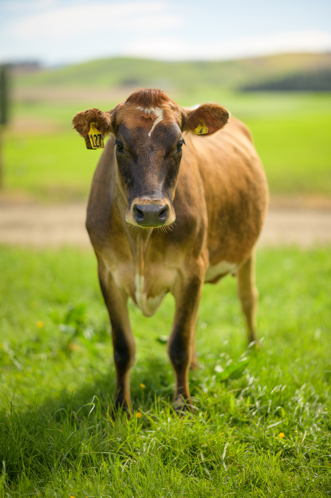 Full body picture of a brown cow