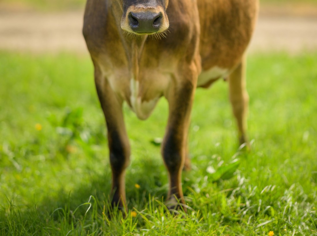 A jersey dairy cow standing in a grass paddock