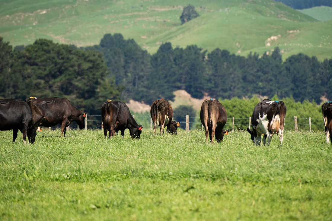 Calves eating the grass in the open field