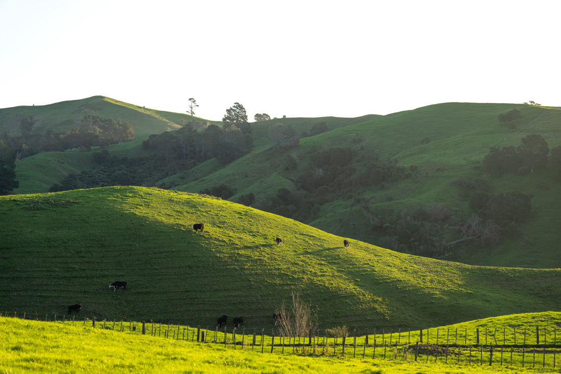 A field with cows