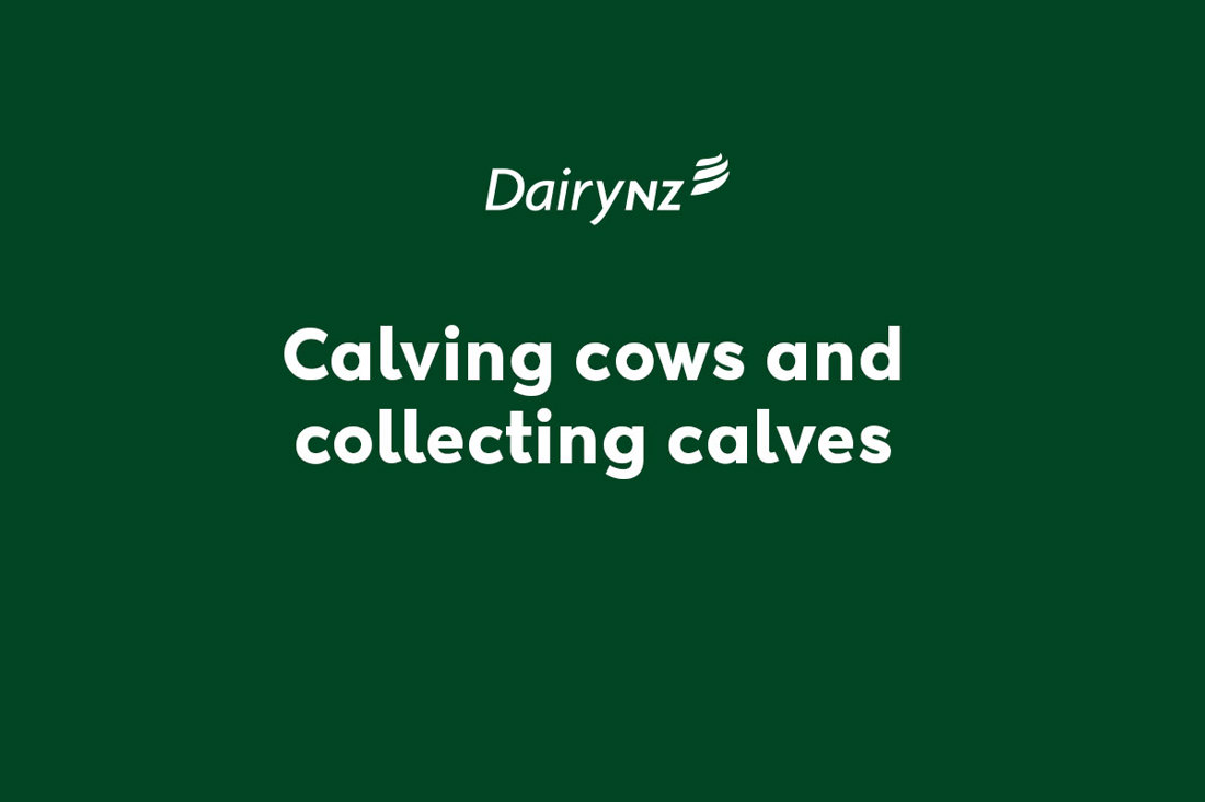 Calving Cows And Collecting Calves Video Placeholder