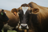 A closeup photo of a brown cow