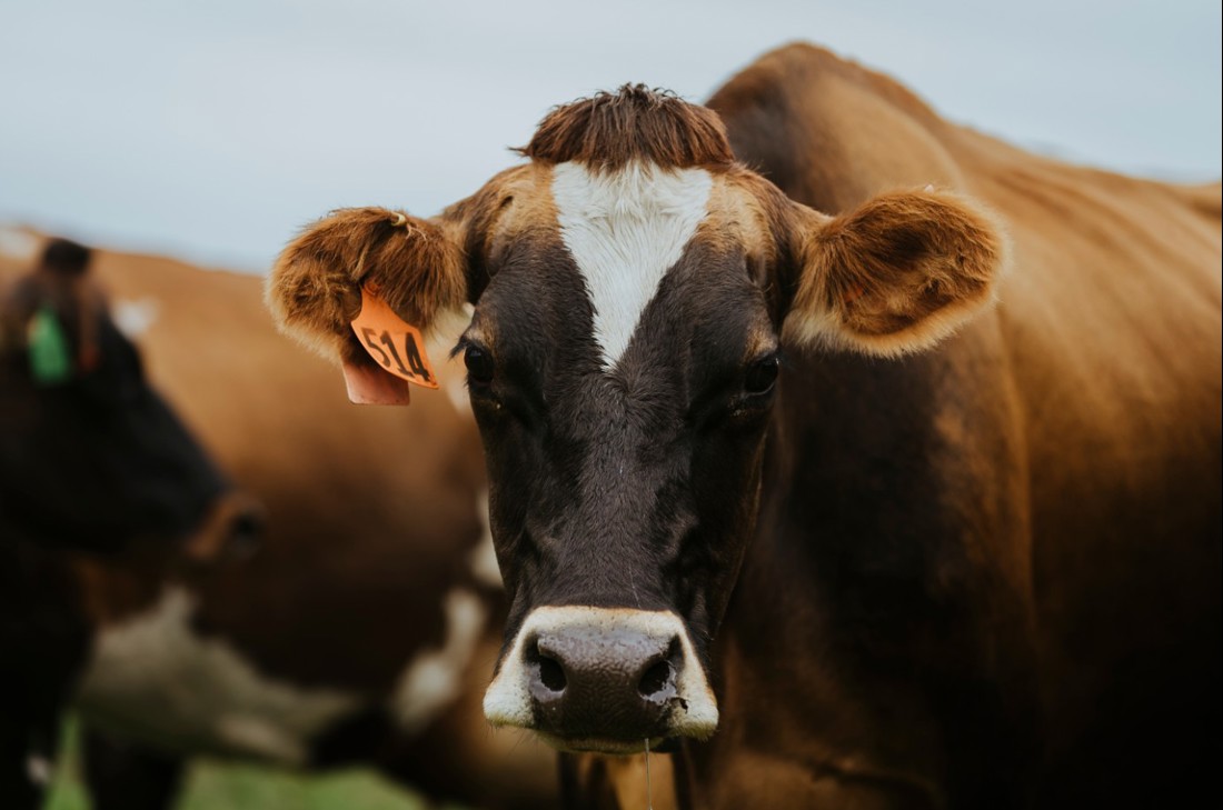 A closeup of a mixed breed dairy cow with other cows in the background