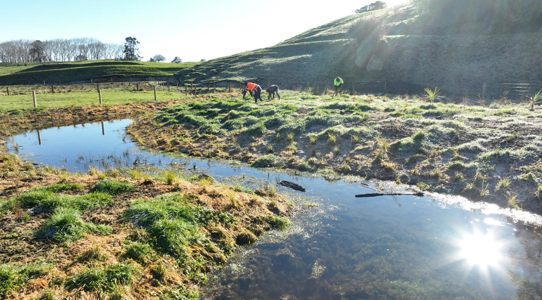 Wetland Restoration Capture Year On Year Photos