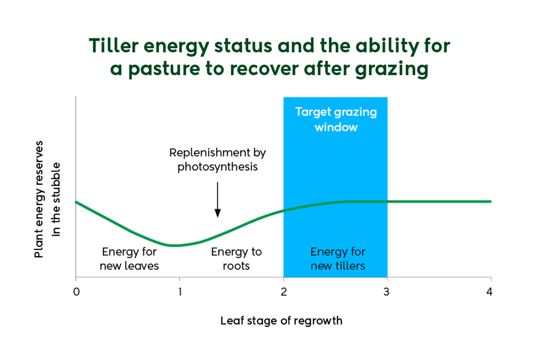 Tiller Energy Status And Ability For Pasture To Recover After Grazing Graph July 2025